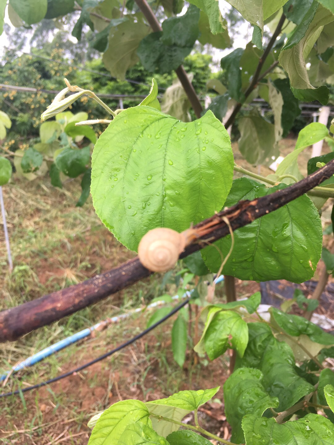 圖片關(guān)鍵詞
